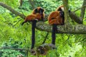 Artis-03271