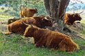 Dieren  24