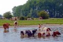 Dieren  25