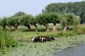 Dieren  26