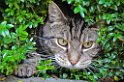 Dieren  27