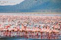 Flamingos
