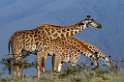 Giraffes