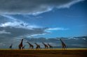 Serengeti (3)