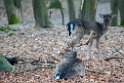 Vogelenzang 130204 (11)