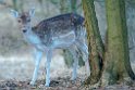 Vogelenzang 130204 (15)