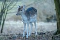 Vogelenzang 130204 (19)