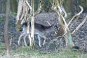 Vogelenzang 130204 (20)