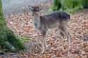 Vogelenzang 130204 (31)