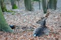 Vogelenzang 130204 (6)