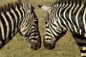 Zebras