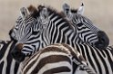 Zebras3